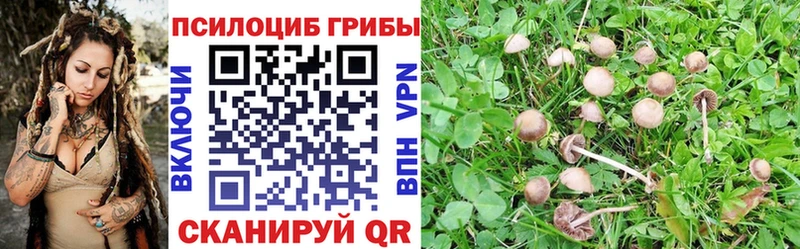 Псилоцибиновые грибы Psilocybine cubensis  закладка  Ростов 